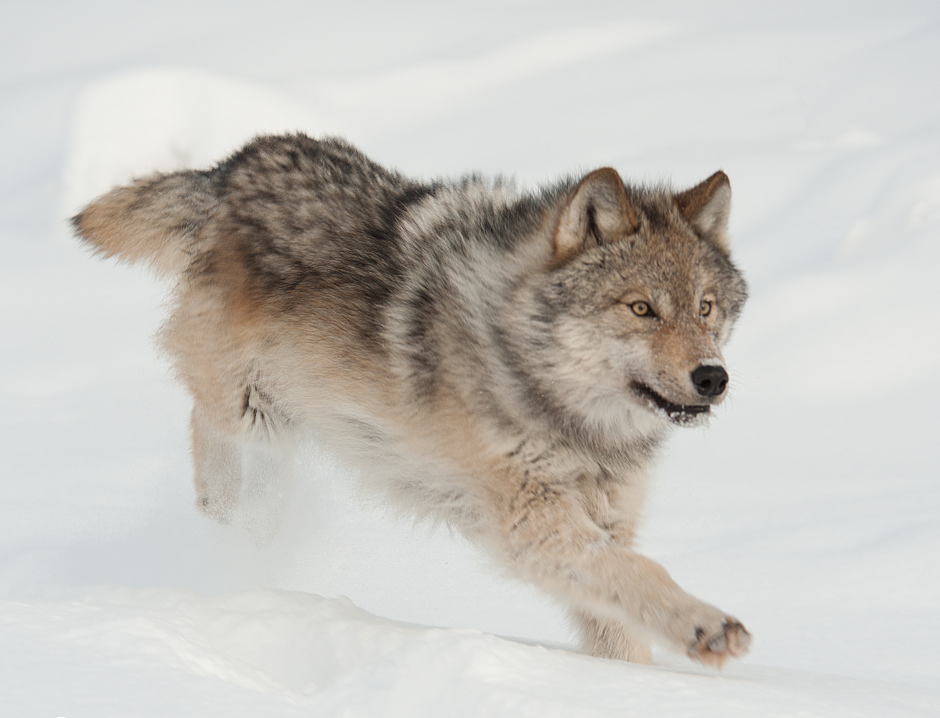 Susi juoksee lumessa