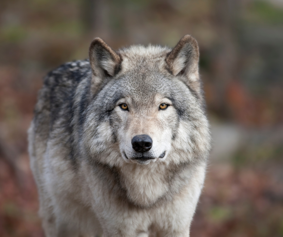 Susi katsoo metsässä kohti